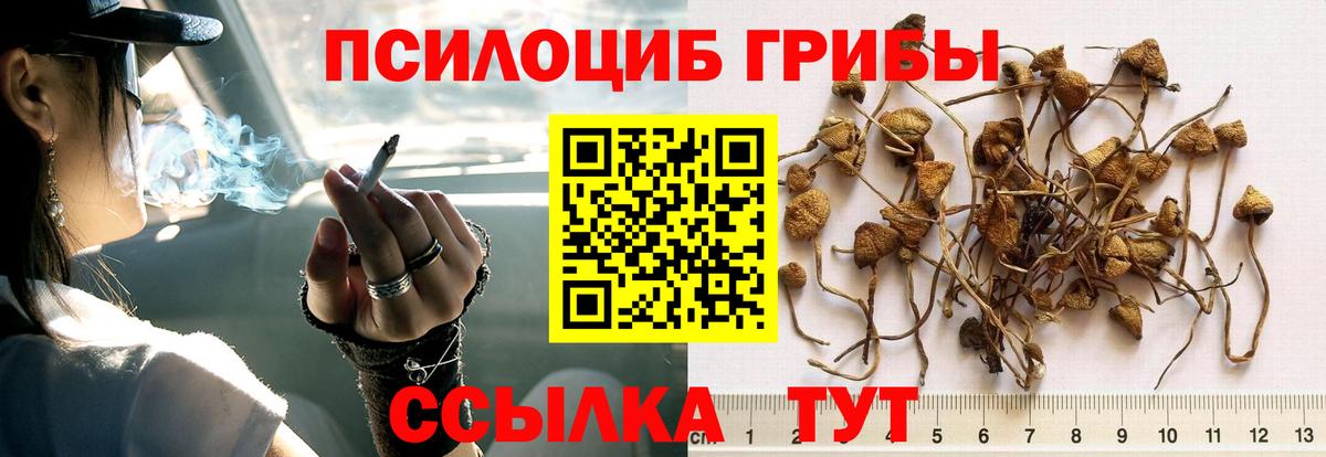 Псилоцибиновые грибы Psilocybine cubensis Барнаул